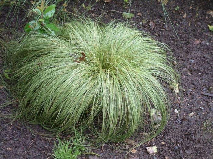 Carex 'Frosty Curls'