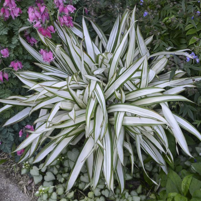 Plant photo of: Carex 'Snow Cap'