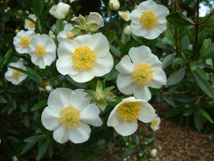 Carpenteria californica 'Elizabeth'