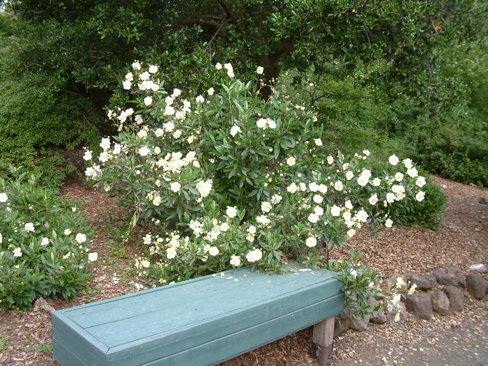 Plant photo of: Carpenteria californica 'Elizabeth'