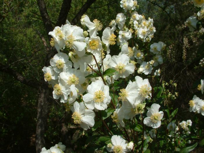 Plant photo of: Carpenteria californica 'Elizabeth'