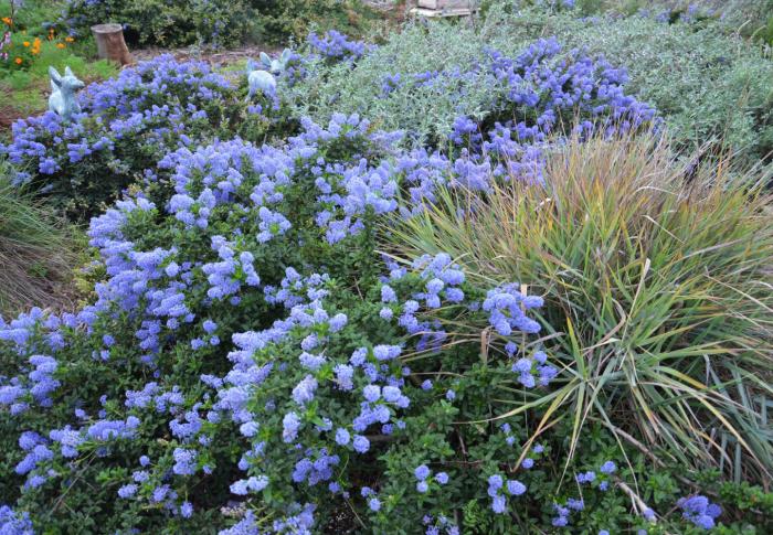 Ceanothus 'Joyce Coulter'