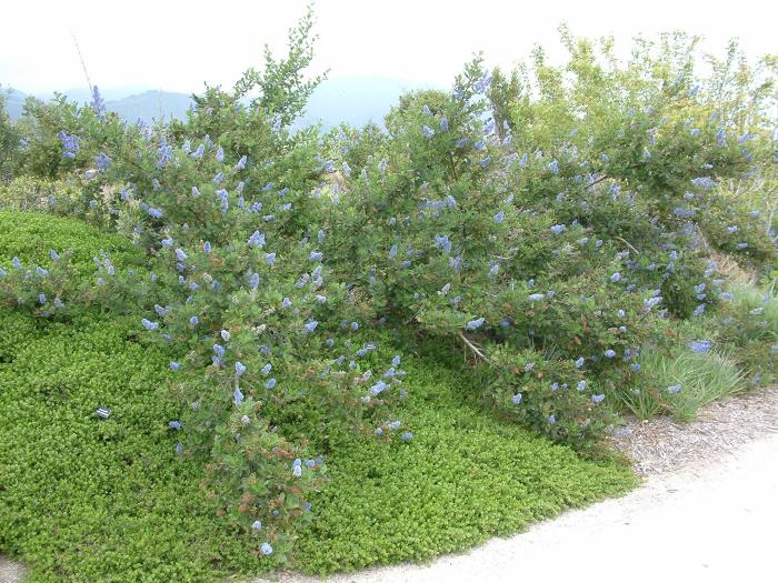 Ceanothus 'Owlswood Blue'