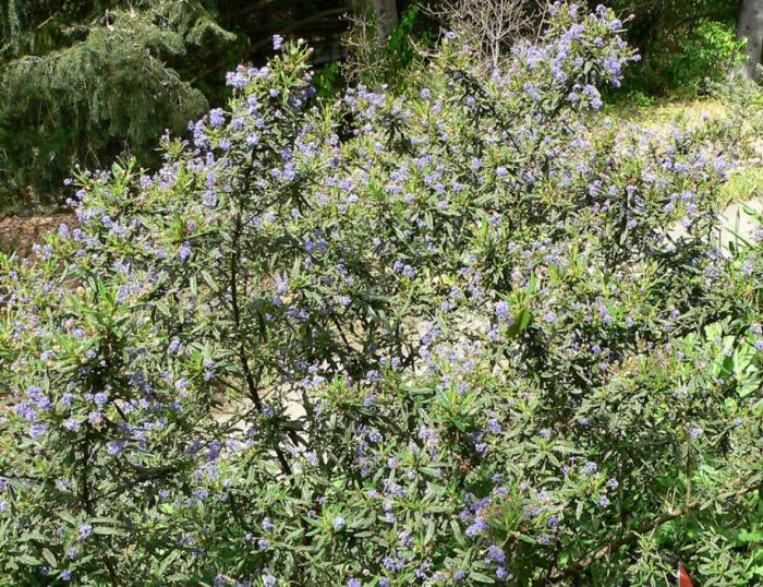 Plant photo of: Ceanothus 'Wheeler Canyon'