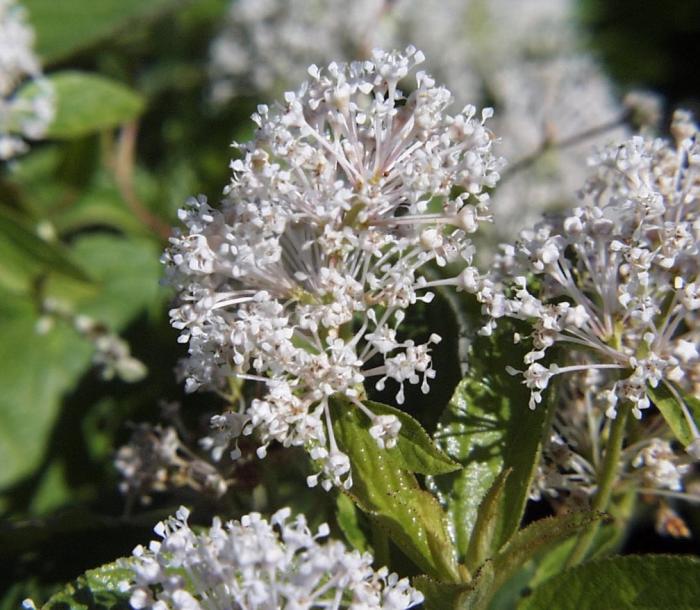 Plant photo of: Ceanothus americanus