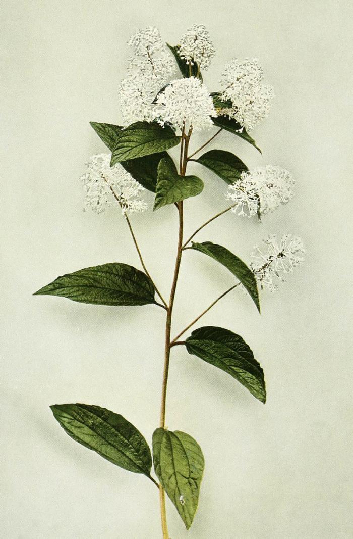 Plant photo of: Ceanothus americanus