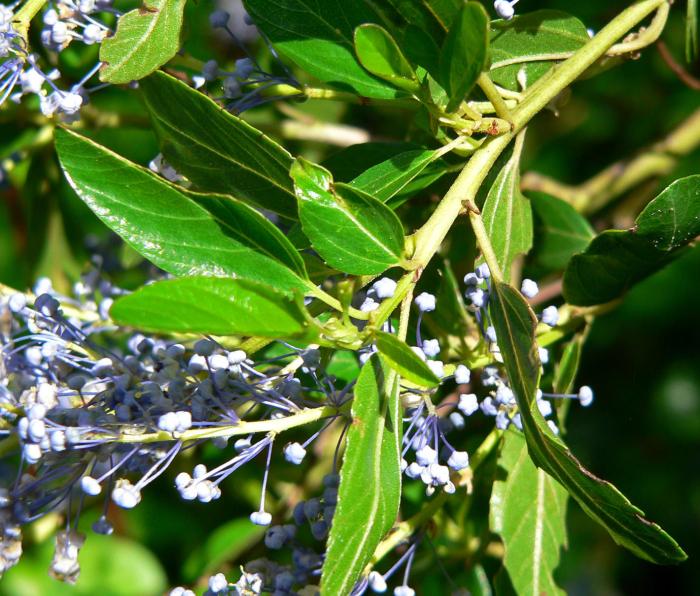 Ceanothus cyaneus 'Sierra Blue'