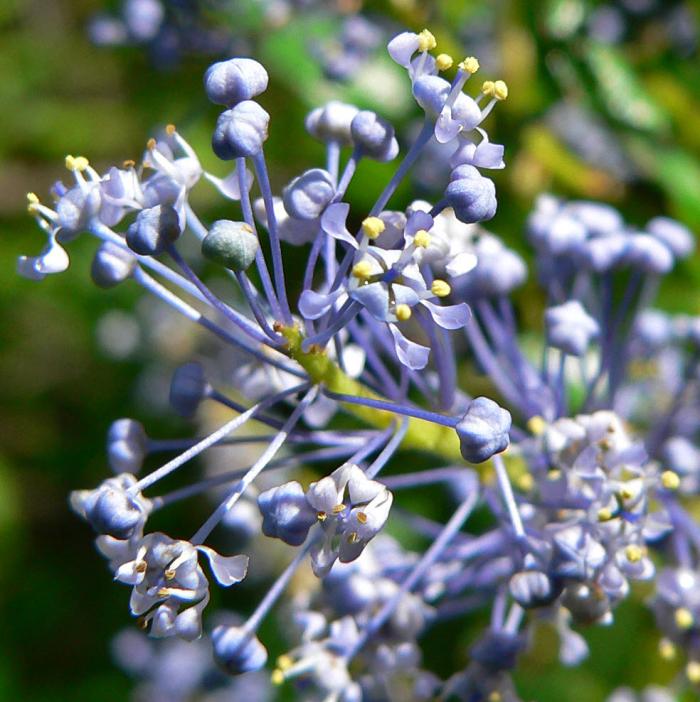 Plant photo of: Ceanothus cyaneus 'Sierra Blue'