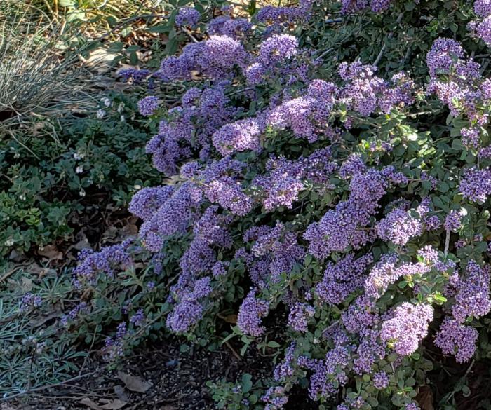 Ceanothus maritimus 'Valley Violet'