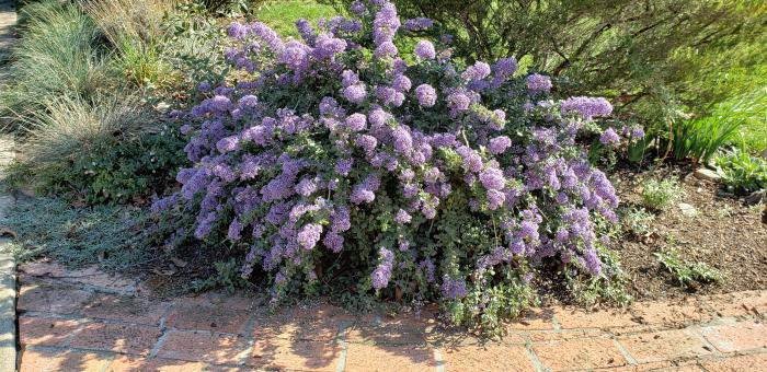 Plant photo of: Ceanothus maritimus 'Valley Violet'