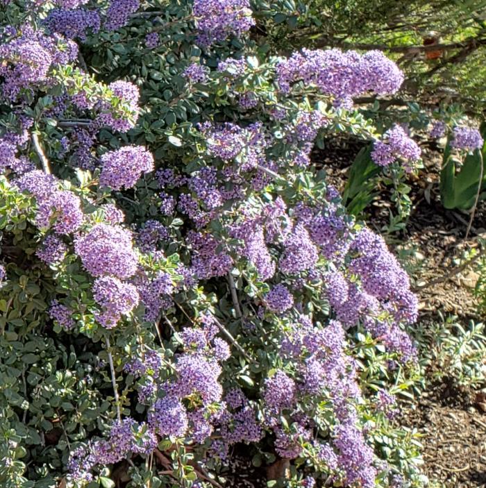 Plant photo of: Ceanothus maritimus 'Valley Violet'