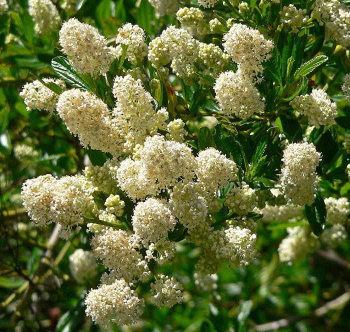 Ceanothus thyrsiflorus 'Snow Flurry'