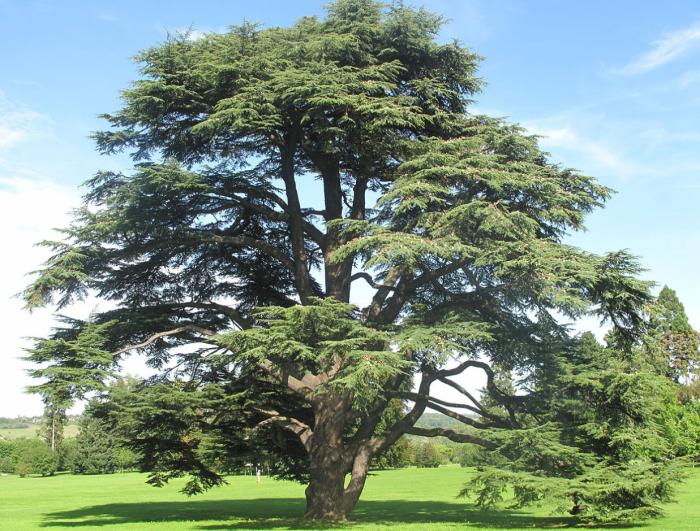 Cedrus atlantica