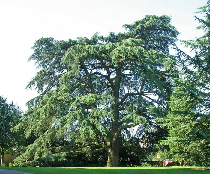 Cedrus libani