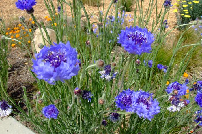 Centaurea cyanus