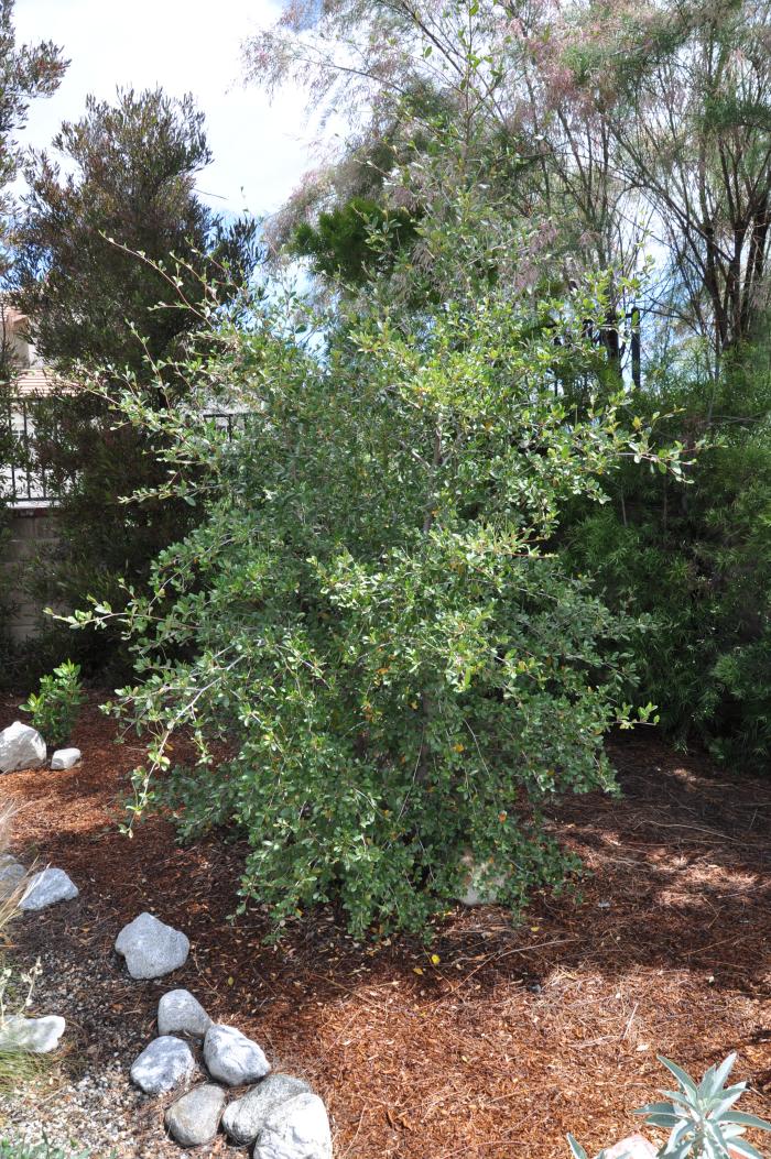 Cercocarpus betuloides