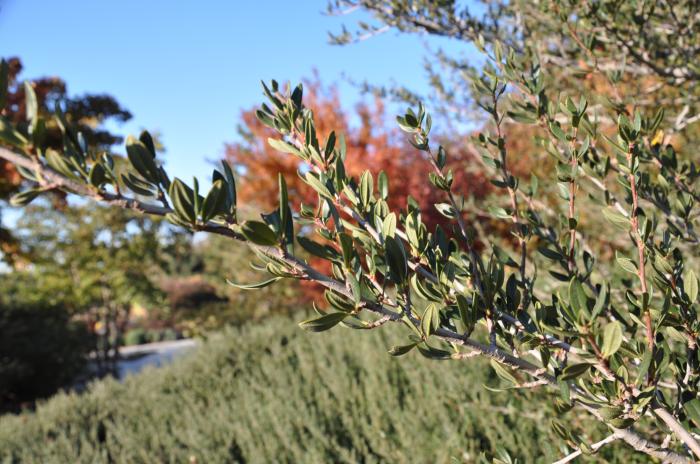 Plant photo of: Cercocarpus ledifolius