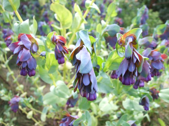 Cerinthe major