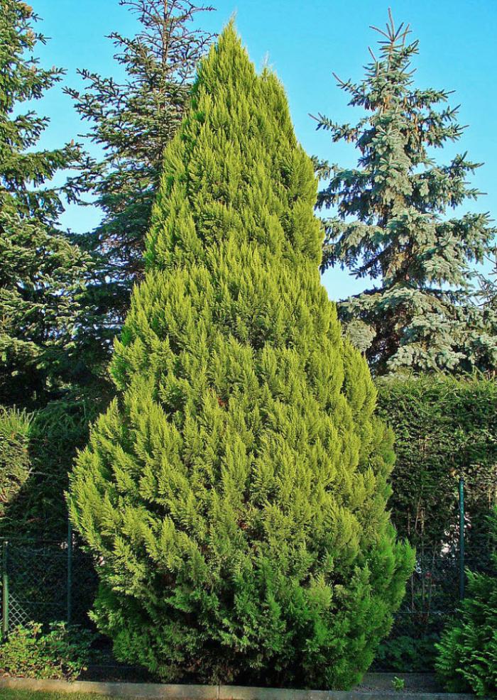 Chamaecyparis lawsoniana