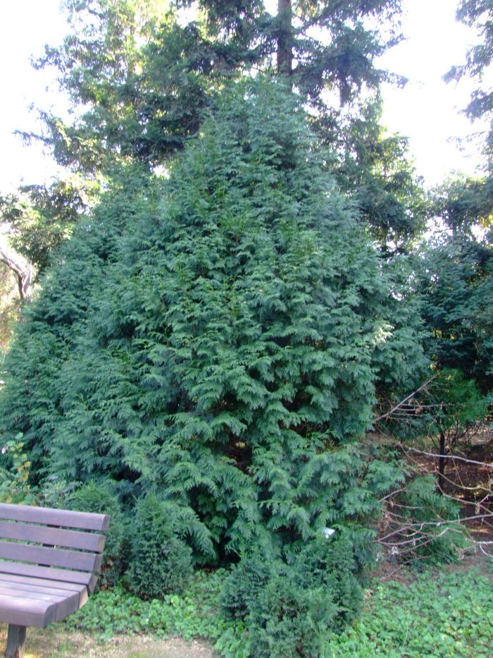 Plant photo of: Chamaecyparis lawsoniana