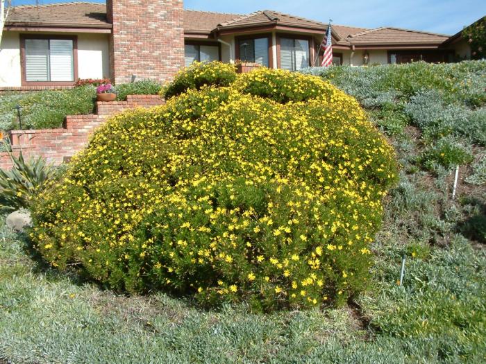 Plant photo of: Chrysanthemum frutescens 'Yellow Assorte