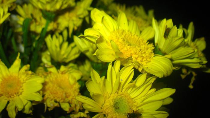 Chrysanthemum x grandiflorum