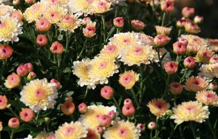 Plant photo of: Chrysanthemum x grandiflorum