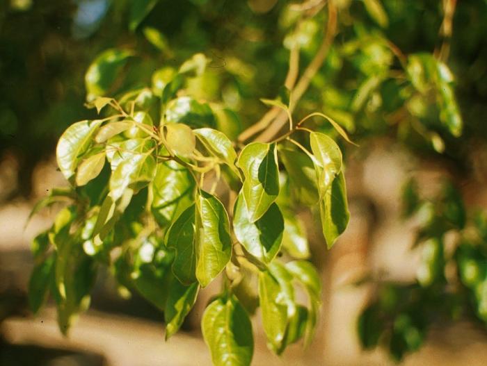 Plant photo of: Cinnamomum camphora