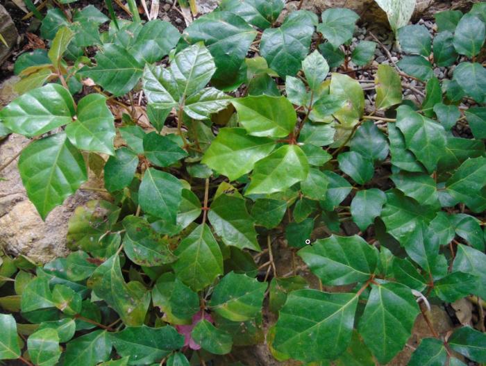 Cissus rhombifolia