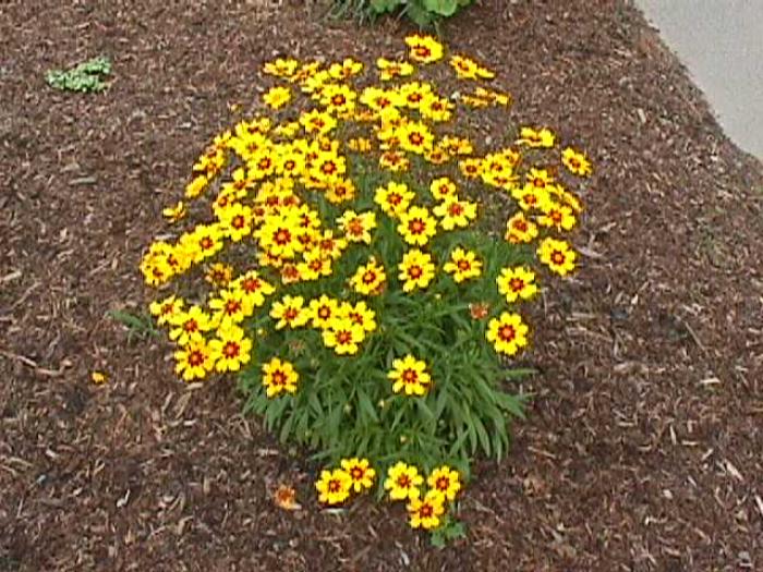 Coreopsis grandiflora 'Sunfire'