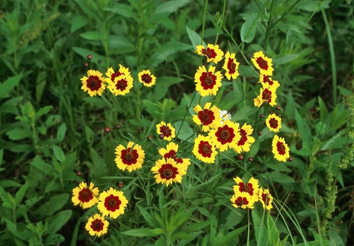 Plant photo of: Coreopsis tinctoria