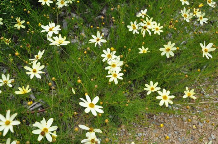 Coreopsis verticillata 'Moonbeam'