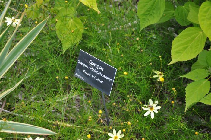 Plant photo of: Coreopsis verticillata 'Moonbeam'