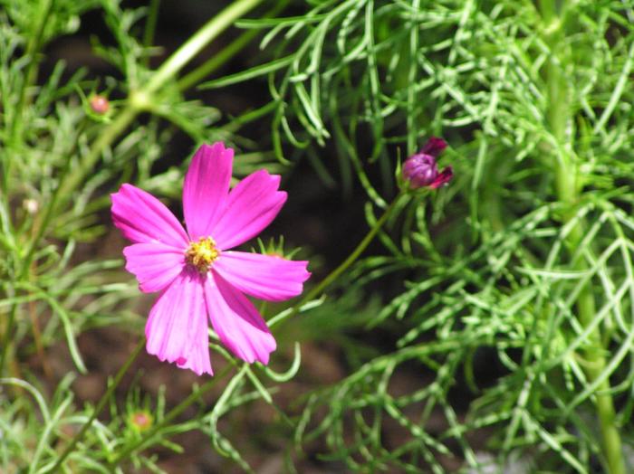 Plant photo of: Cosmos bipinnatus