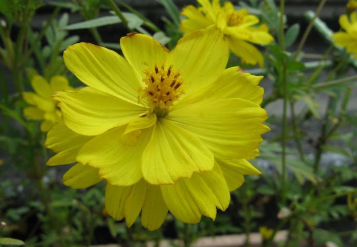 Cosmos sulphureus