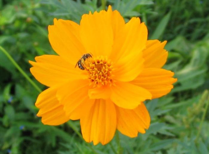 Plant photo of: Cosmos sulphureus