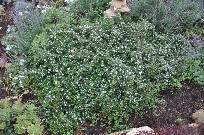 Cotoneaster microphyllus