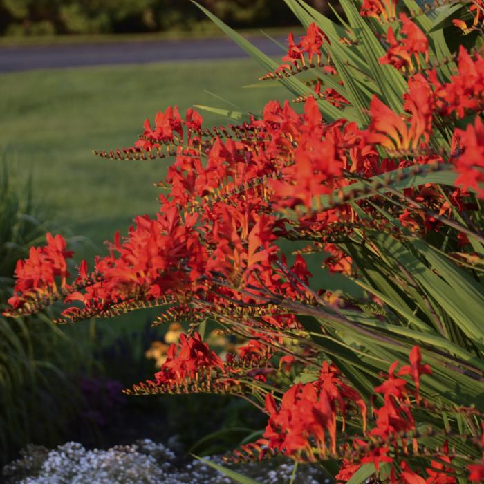 Crocosmia 'Lucifer'