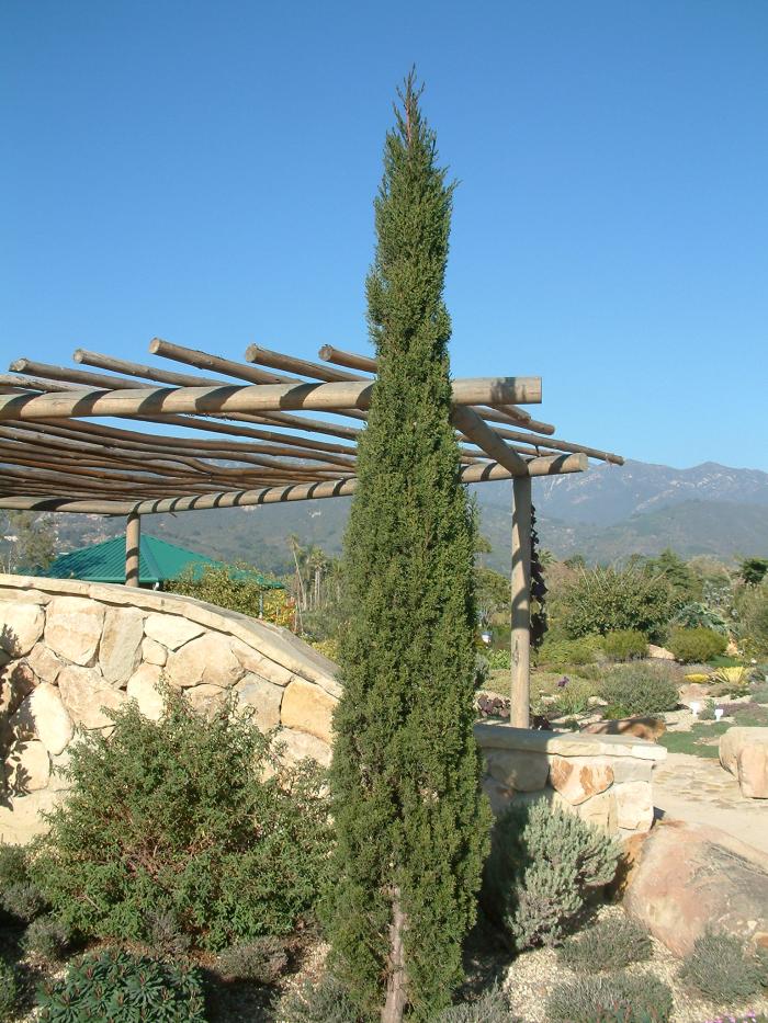 Cupressus sempervirens 'Tiny Towers'