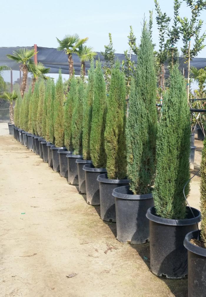 Plant photo of: Cupressus sempervirens 'Tiny Towers'