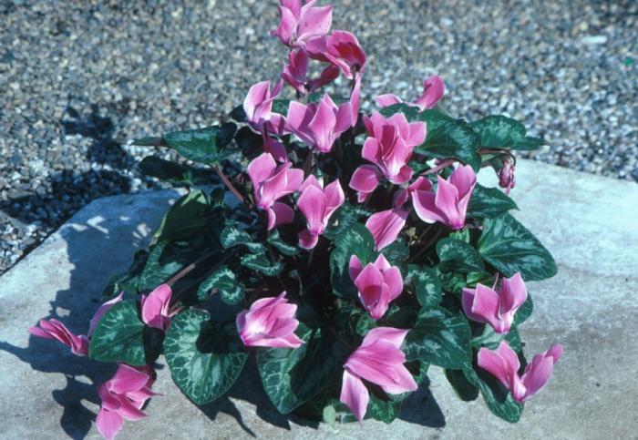 Cyclamen persicum