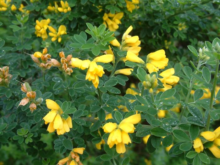 Plant photo of: Cytisus X praecox 'Allgold'