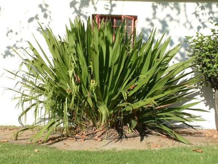 Doryanthes palmeri