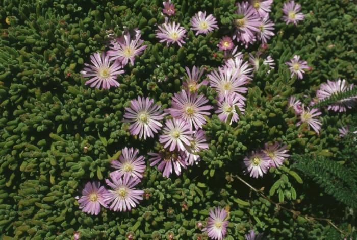 Plant photo of: Drosanthemum floribundum