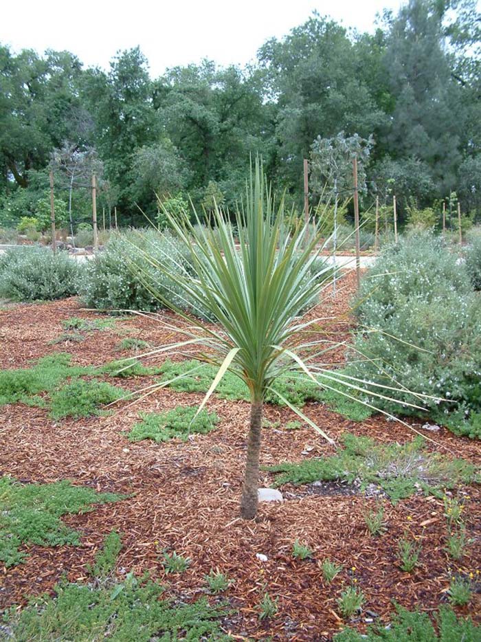 Cordyline australis