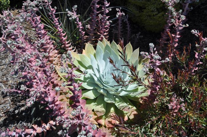 Dudleya brittonii