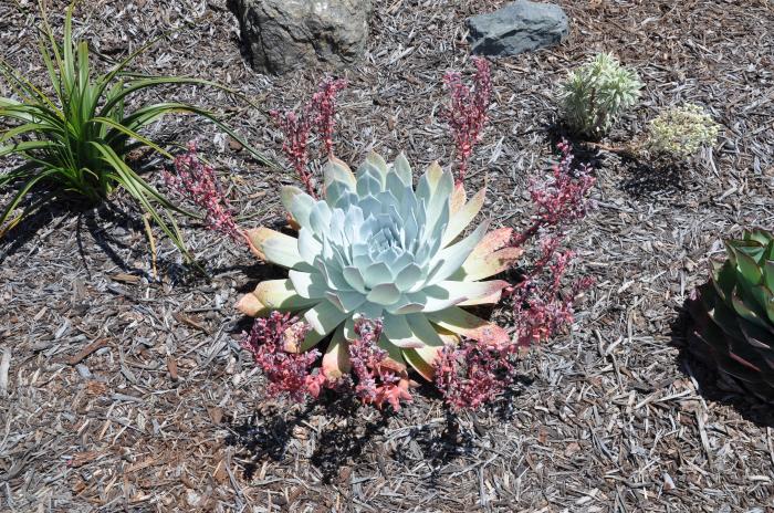 Plant photo of: Dudleya brittonii