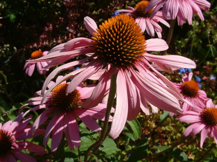 Echinacea purpurea