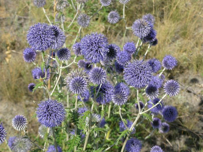 Plant photo of: Echinops ritro ruthenicus