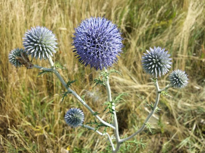 Plant photo of: Echinops ritro ruthenicus